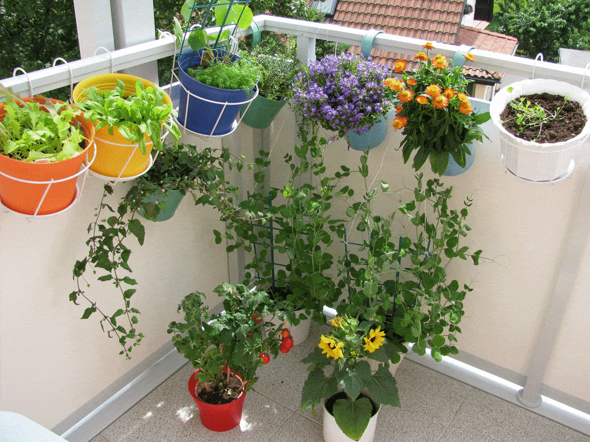 Plants and flowers with colorful pots