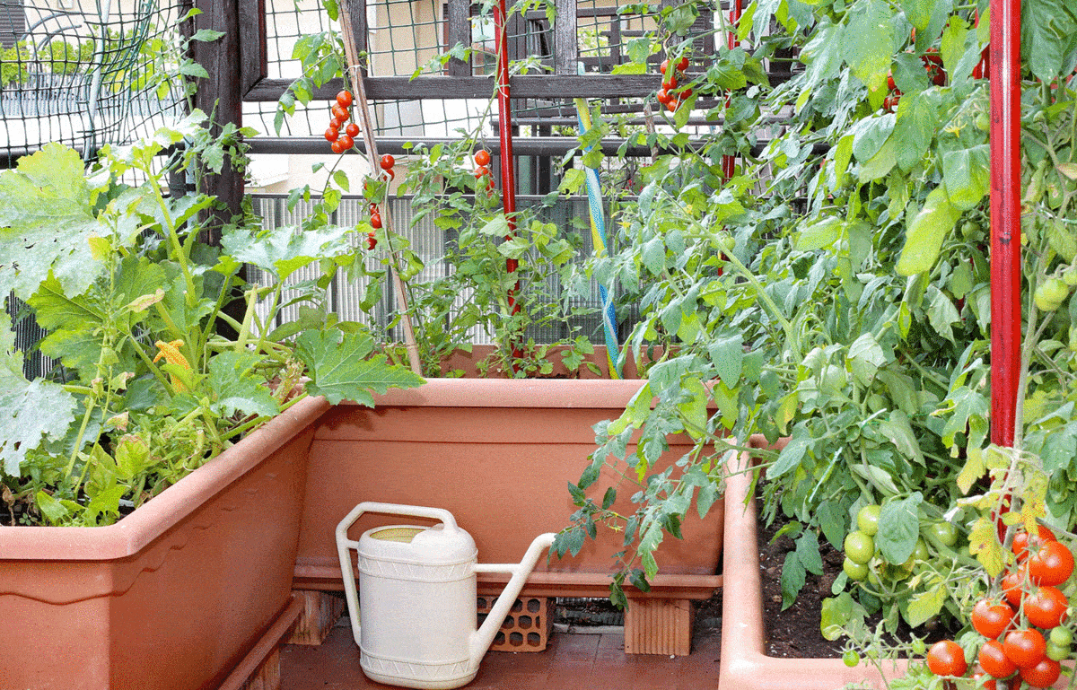 Plants of red tomatoes in a small urban garden on a terrace of an apartment of a condominium