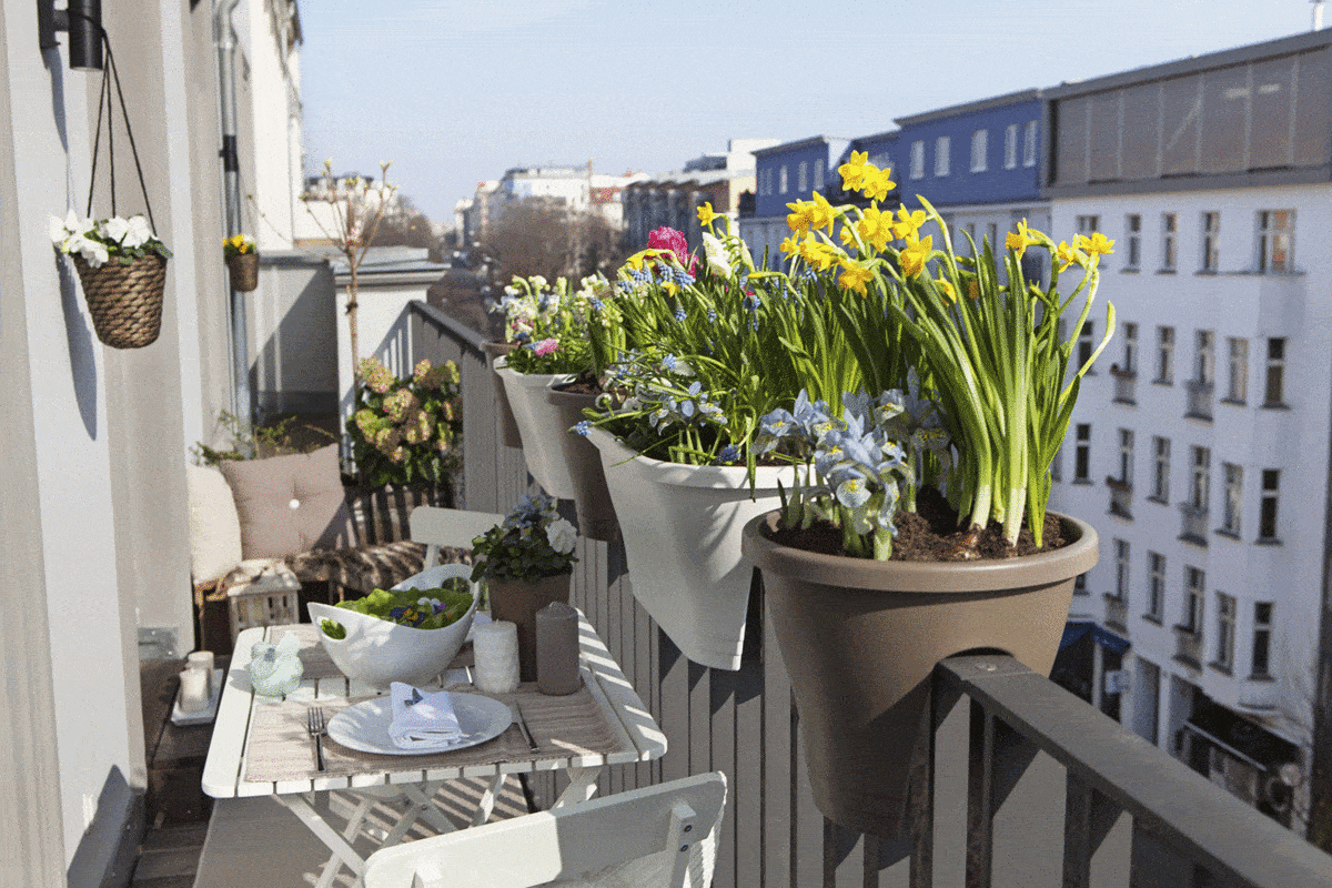 Potted spring flowers on a sunny balcony