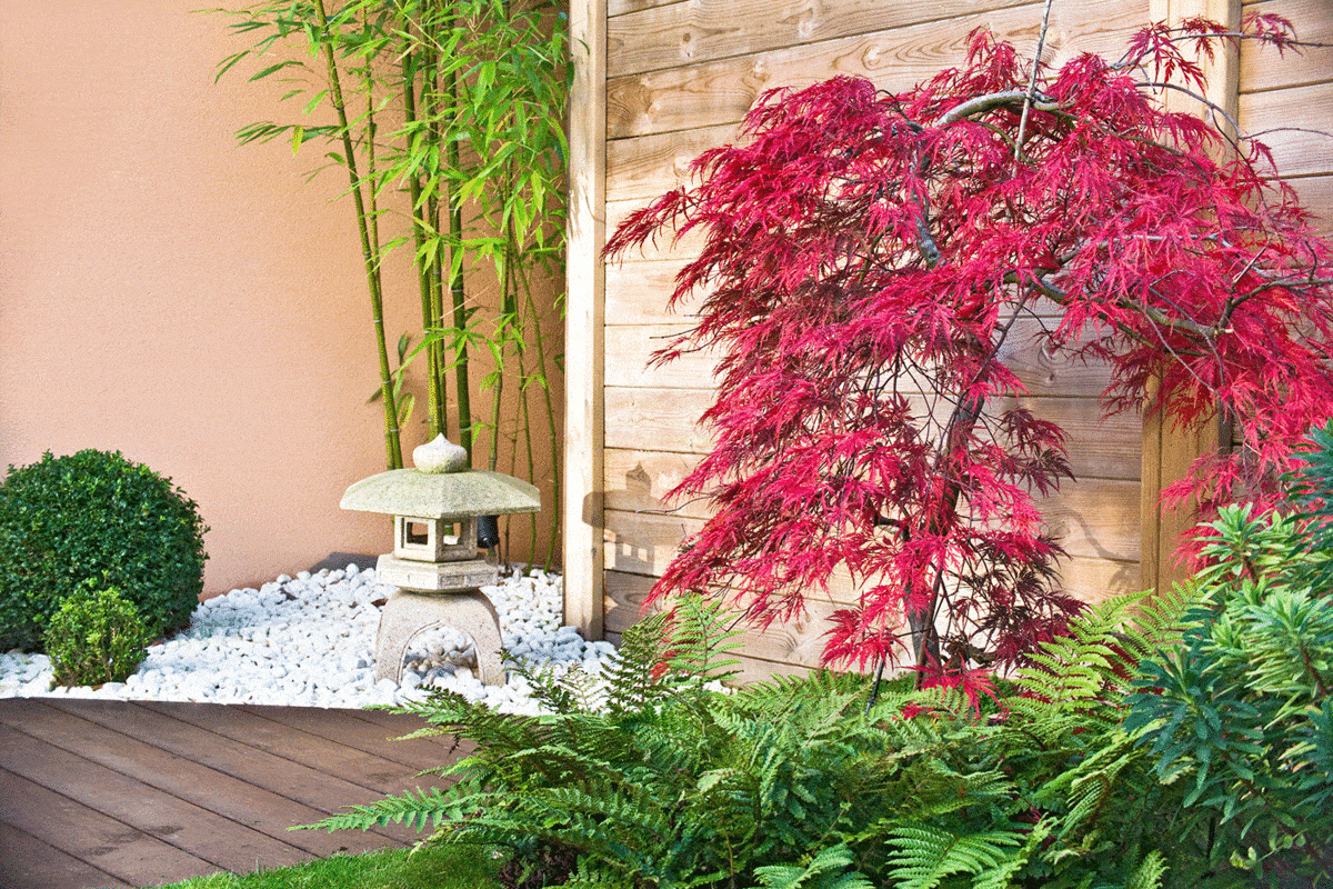 Red japanese maple tree in a zen garden