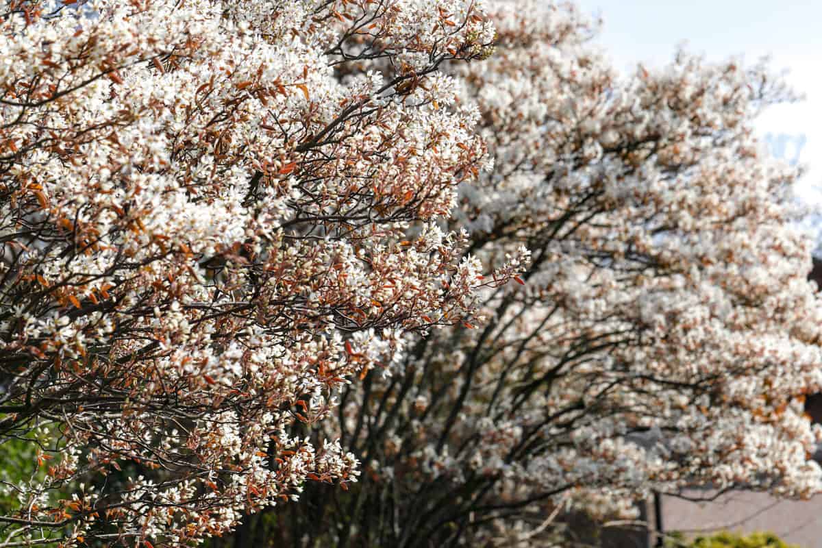 Spring white blossom Amelanchier