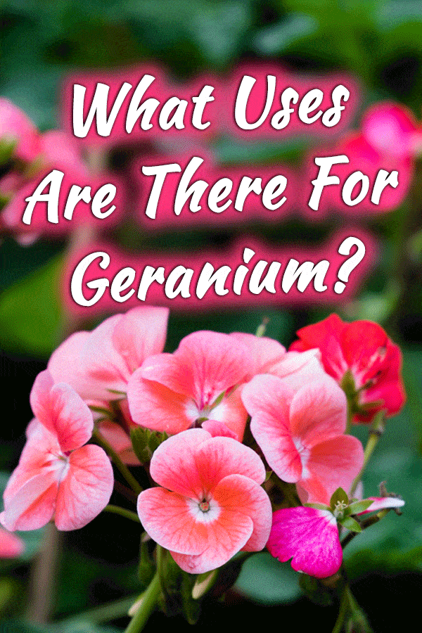 What Uses are There for Geranium?