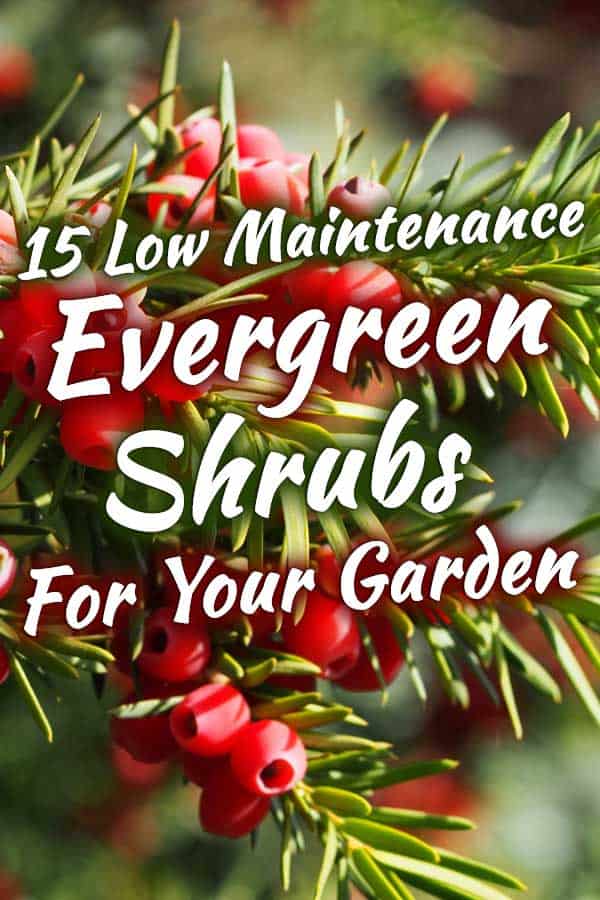 15 Low Maintenance Evergreen Shrubs for Your Garden