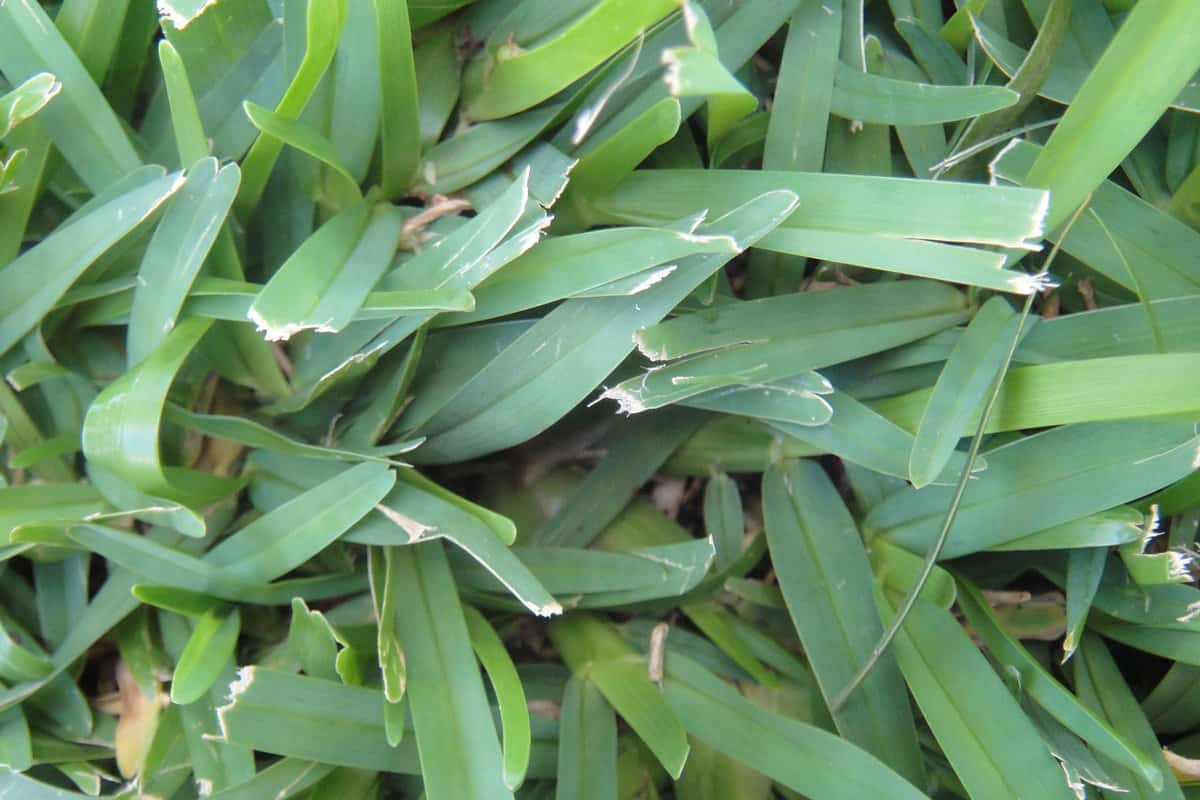 Closeup of green Centipede grass background texture 