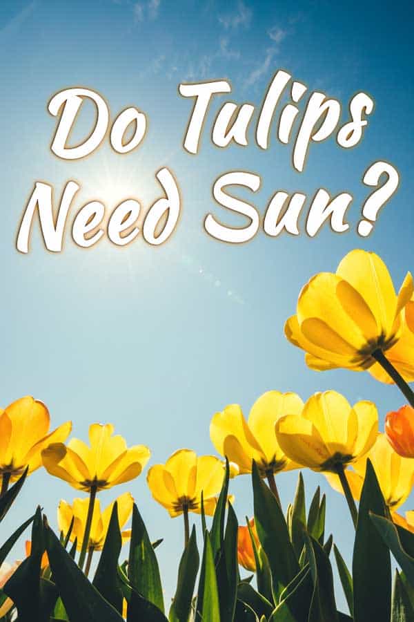 Do Tulips Need Sun?