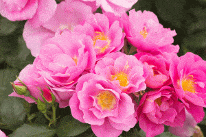 Read more about the article What Are The Parts Of A Rose Plant?