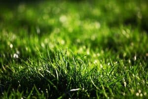 Read more about the article What’s The Best Grass For Shade In The South?
