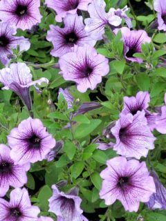 Wave Petunias [Care Guide, Pictures and More]