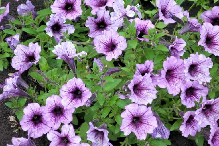 Wave Petunias [Care Guide, Pictures and More]