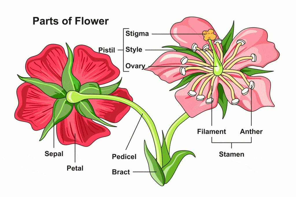 Parts of Flower Chart