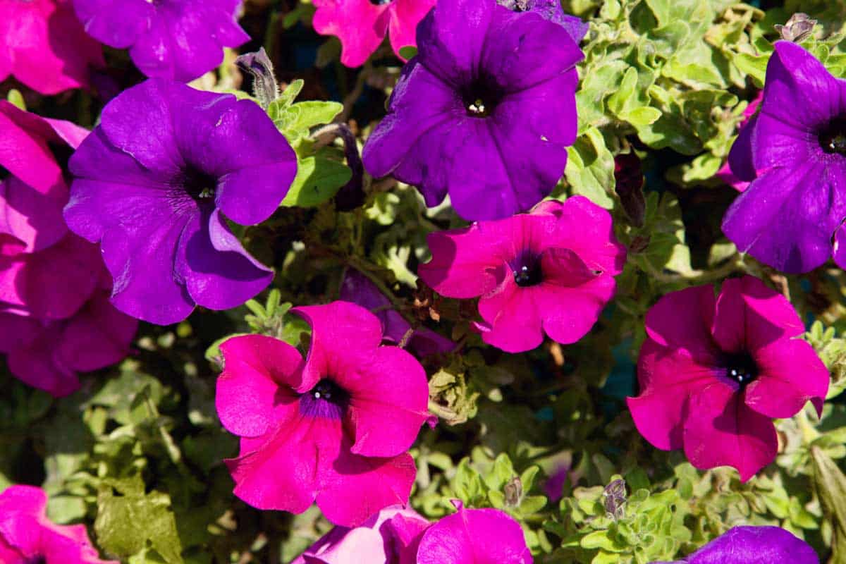 Pink and Purple Petunia Varieties for Your Garden