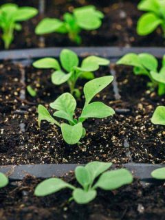 When to Plant Petunia Seeds?