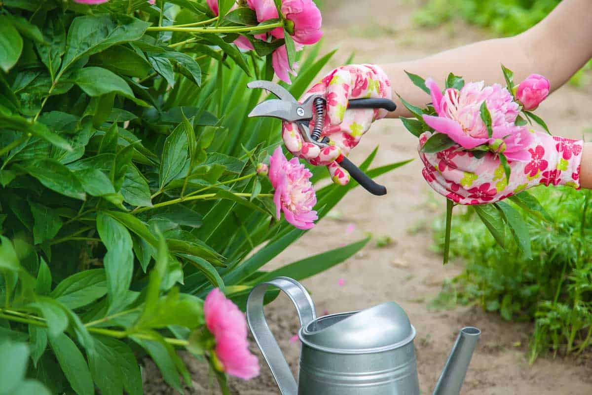 Gorgeous pink blooming pink peonies on a sunny garden, When to Cut Back Peonies (And How to Do That)?