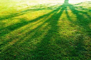 Read more about the article What’s The Best Grass For Shade In Texas?
