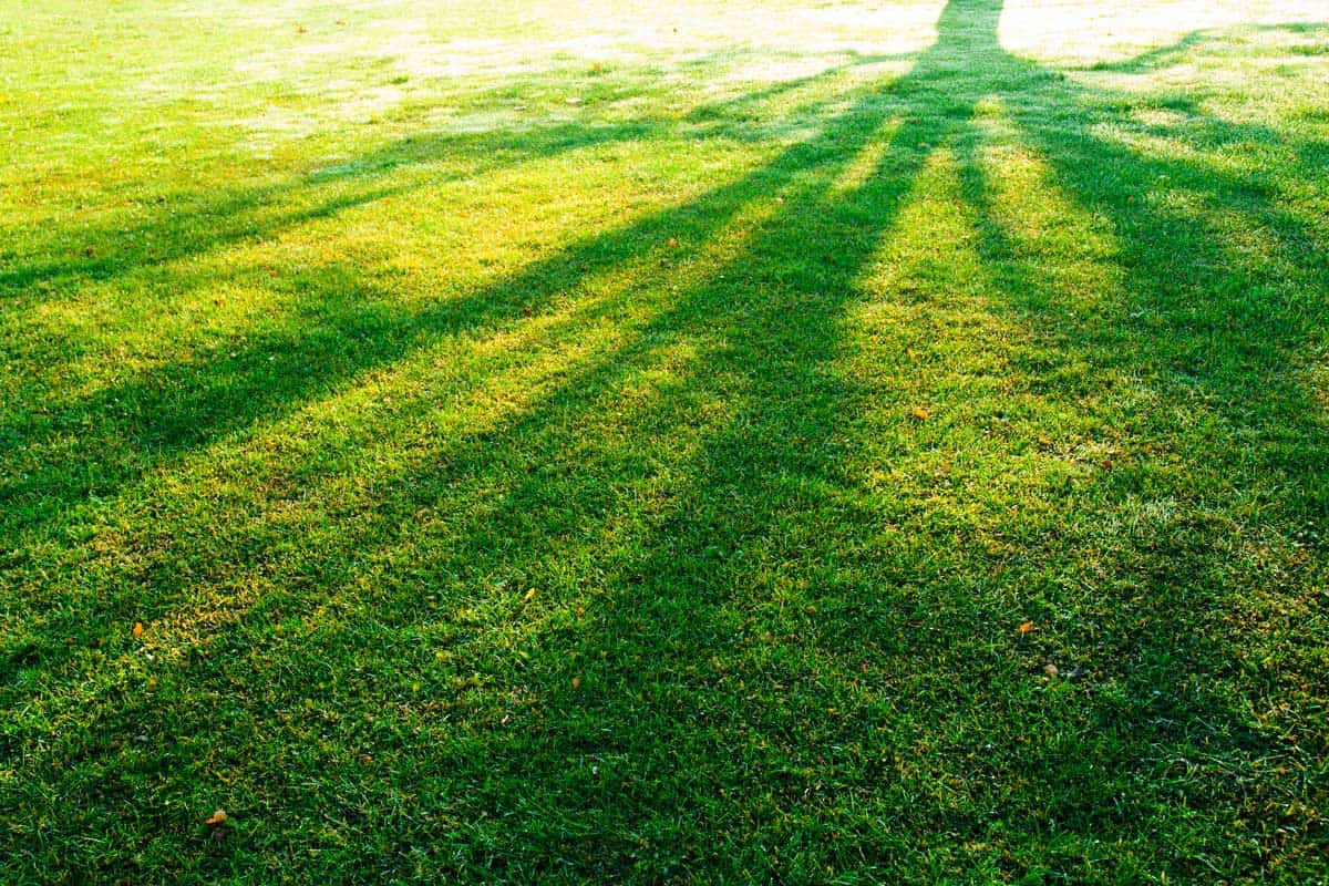 What's the Best Grass for Shade in Texas?