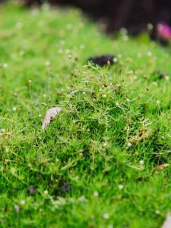 Irish Moss for Your Garden (Care Tips, Facts and Pictures)