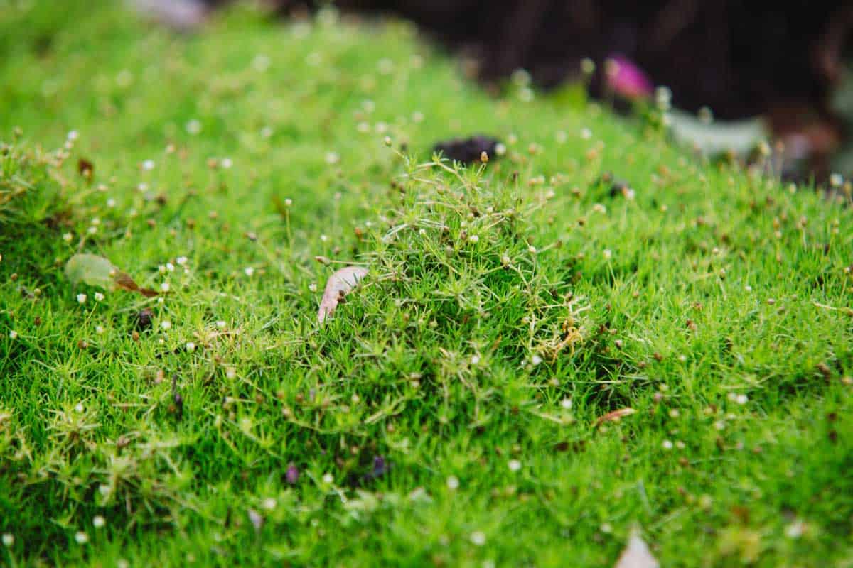 Irish Moss for Your Garden (Care Tips, Facts and Pictures)
