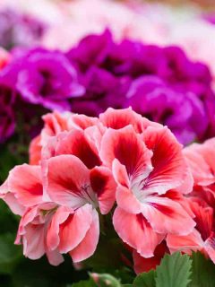 How to Grow Geraniums [Care Tips, Pictures and More]