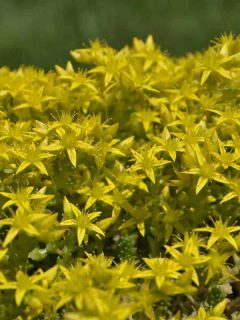 Gold Moss For your Garden (Care tips, Facts and Pictures)