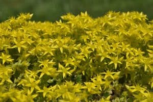 Read more about the article Gold Moss For Your Garden (Care tips, Facts and Pictures)