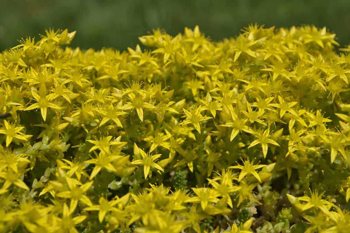 Gold Moss For your Garden (Care tips, Facts and Pictures)