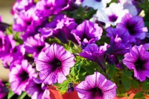 Read more about the article What Is Eating My Petunias?