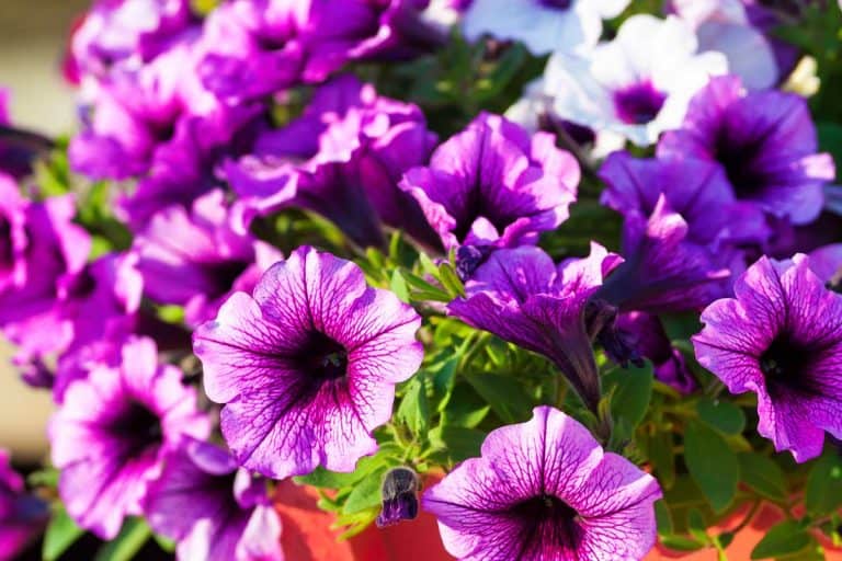 Plenty of Purple Petunia flowers blooming in the garden. Closeup Petunia flowers. - What is Eating My Petunias?