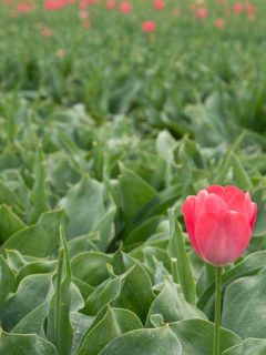 Should You Deadhead Tulips?