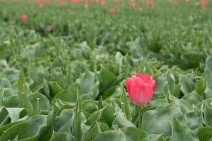 Read more about the article Should You Deadhead Tulips?