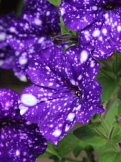 Galaxy Petunia Guide [Care Tips, Pictures and more]