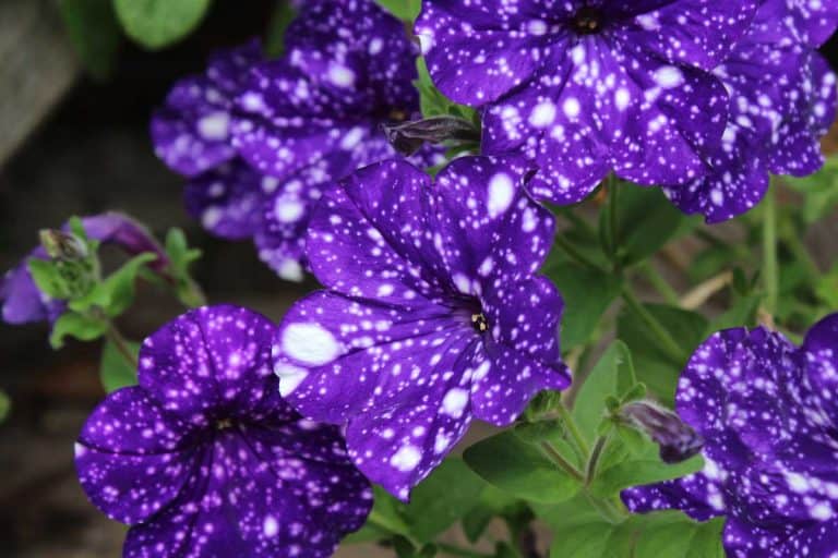 Galaxy Petunia Guide [Care Tips, Pictures and more]