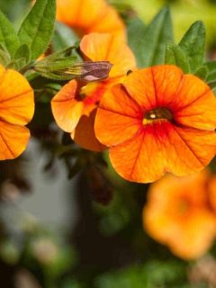 Orange Petunias Varieties You Can Plant in Your Garden