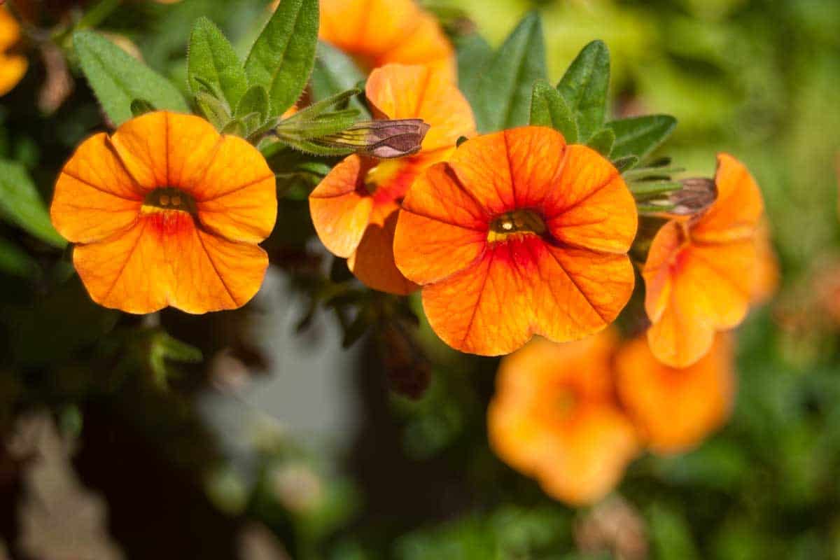Orange Petunias Varieties You Can Plant in Your Garden