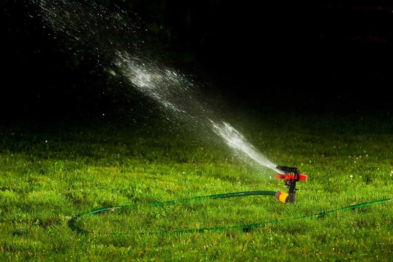 Can I Water My Lawn at Night?