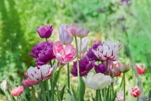 Read more about the article When Do Tulips Bloom?