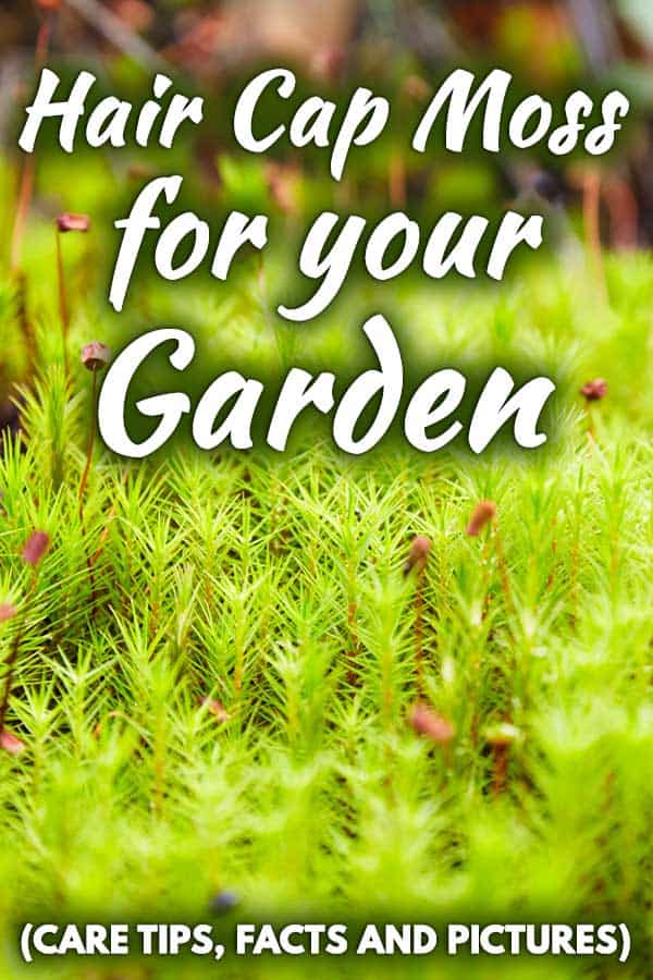Hair Cap Moss for Your Garden (Care Tips, Facts and Pictures)
