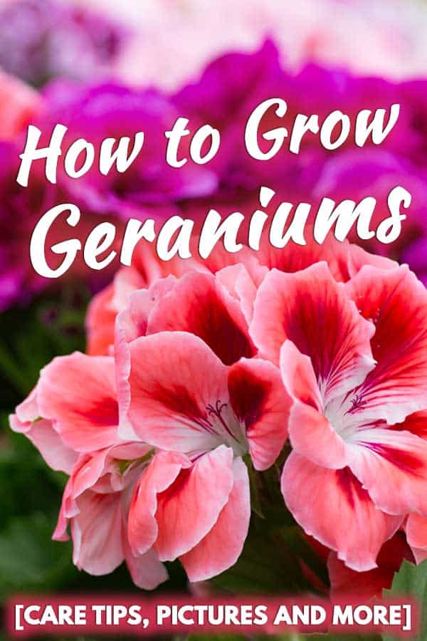 How to Grow Geraniums [Care Tips, Pictures and More]