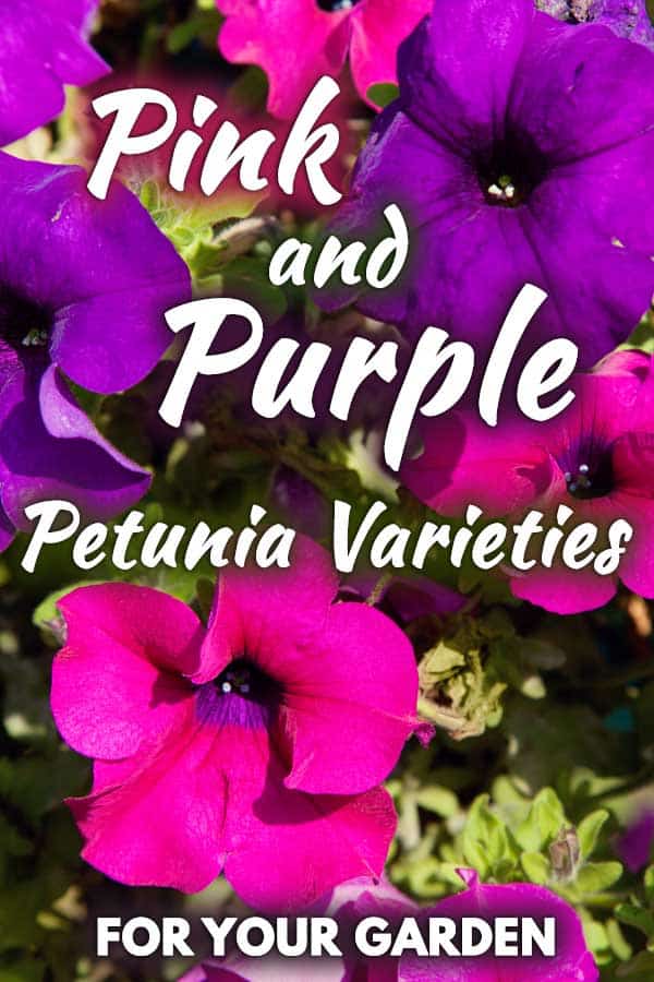 Pink and Purple Petunias Varieties for Your Garden