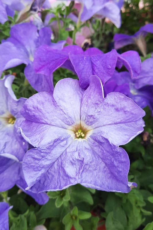 Saguna Purple with White