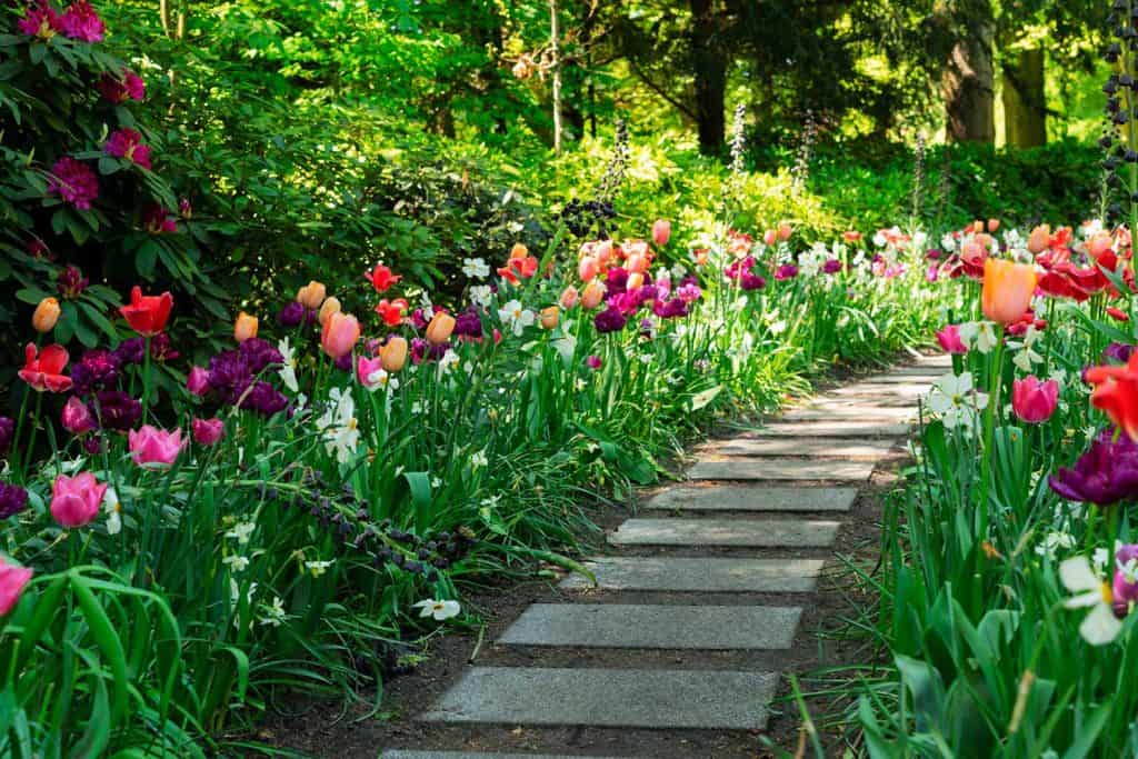 Tulips garden