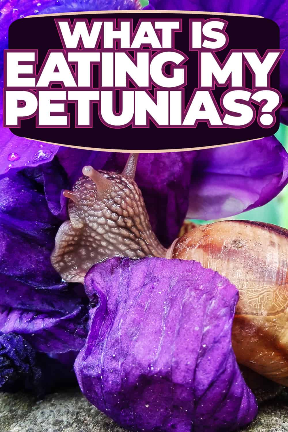 What Is Eating My Petunias?