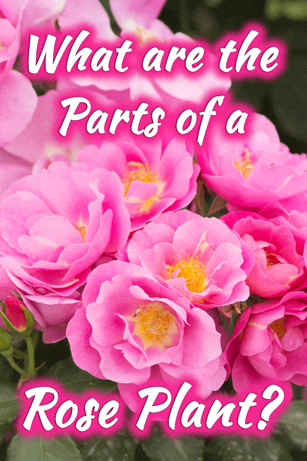 What are the Parts of a Rose Plant?