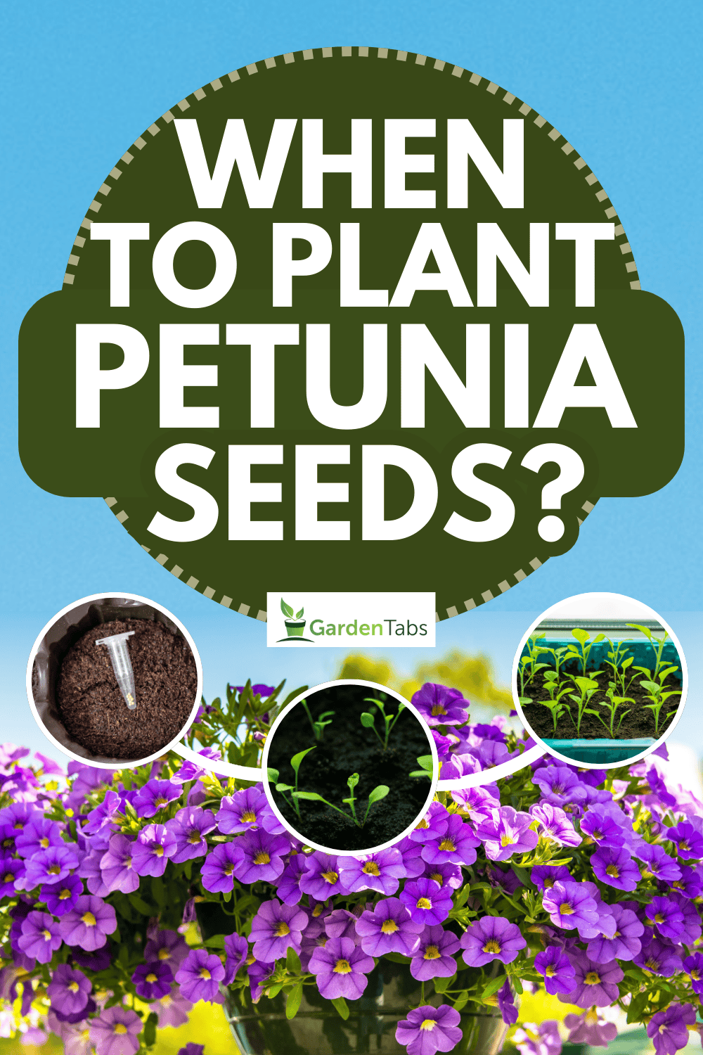 When To Plant Petunia Seeds
