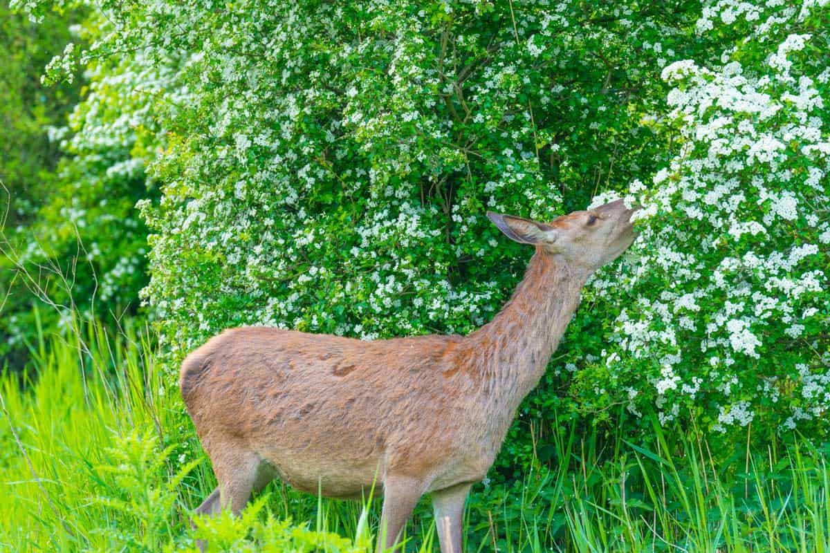 A deer eating flowers in the garden