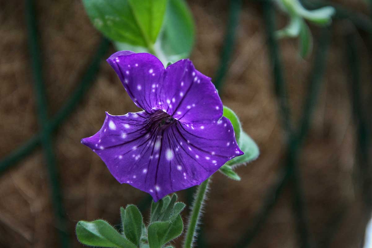 A small petunia with white dots on its petals