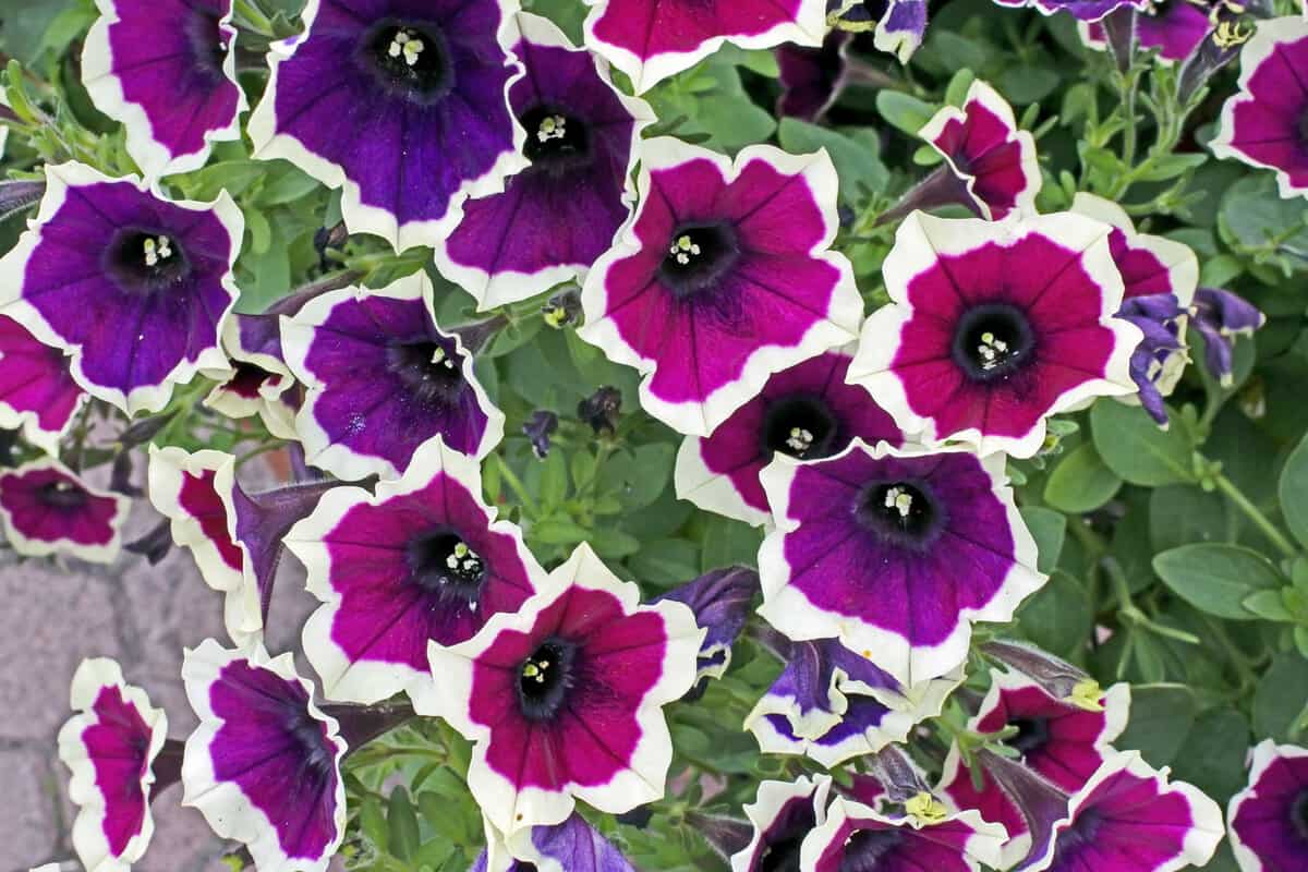 Gorgeous Cascadia flowers with white ends and dark purple gradient inner leaves
