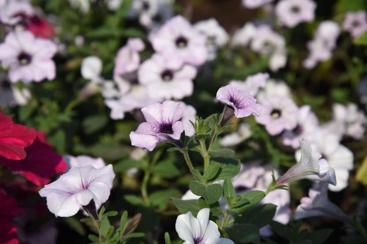 petunia Tidal Wave Silver grows and blooms in the garden in summer