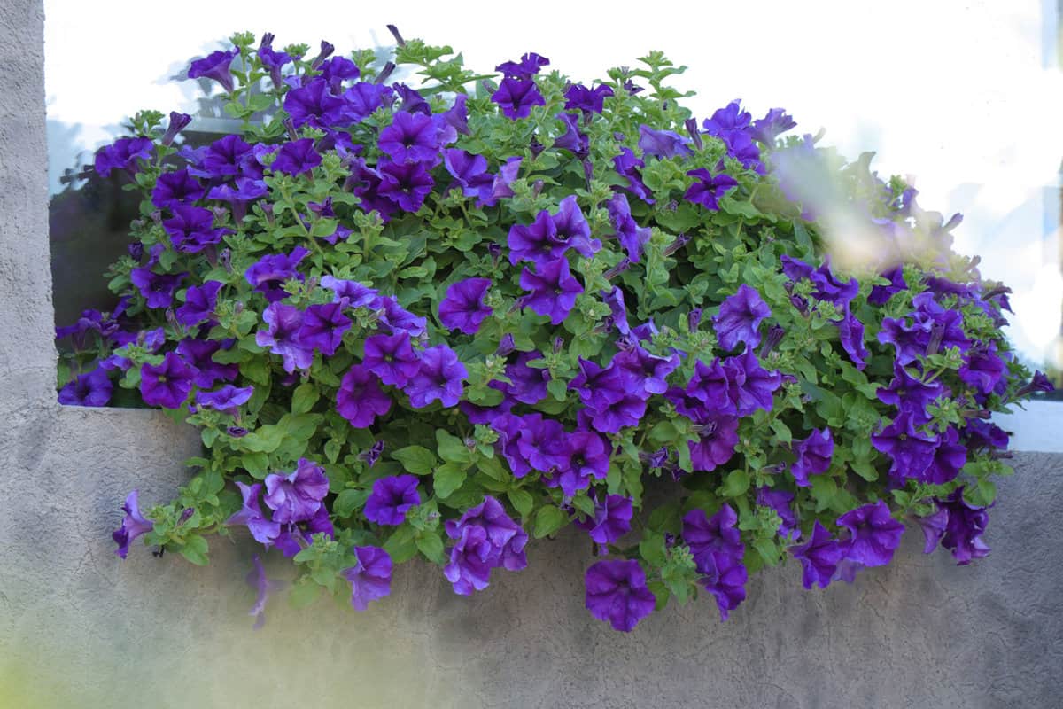 Blooming purple petunia flowers in a pot