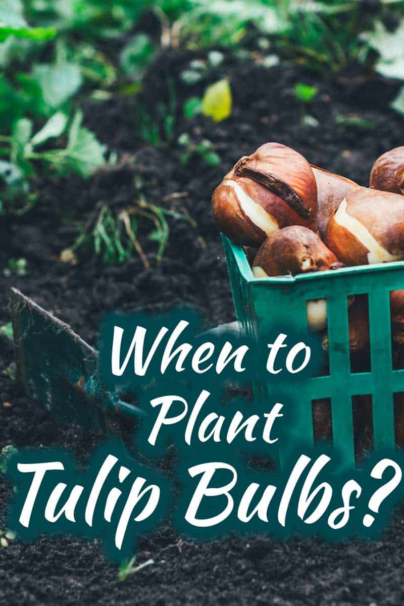 When to plant tulip bulbs?