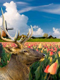 Are Tulips Deer Resistant?